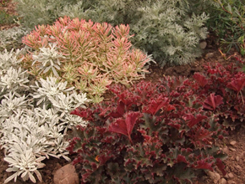 A combination of Artemesia 'Powis Castle' & 'Silver Brocade' with Euphorbia 'First Blush' & Heuchera 'Crimson Curls'