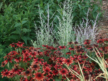 'Little Spire' Russian Sage with 'Cherry Brandy' Rudbeckia